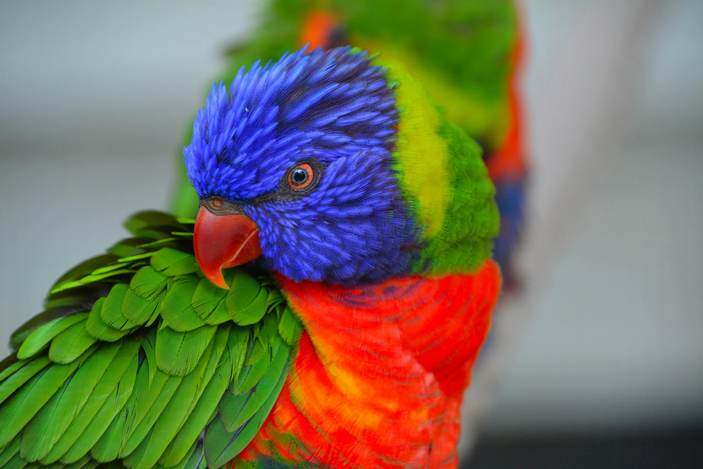 a colorful bird that is standing up