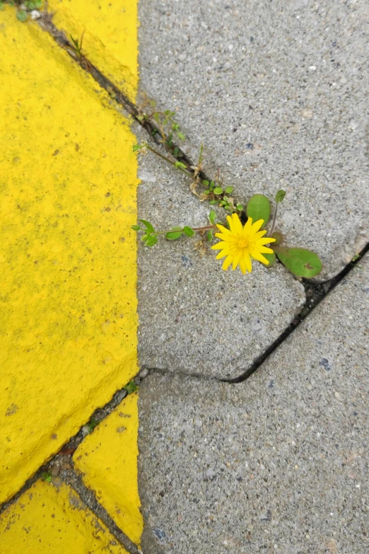 a flower grows out of the  in the road