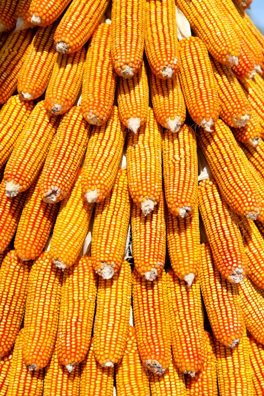 a lot of yellow and orange corn