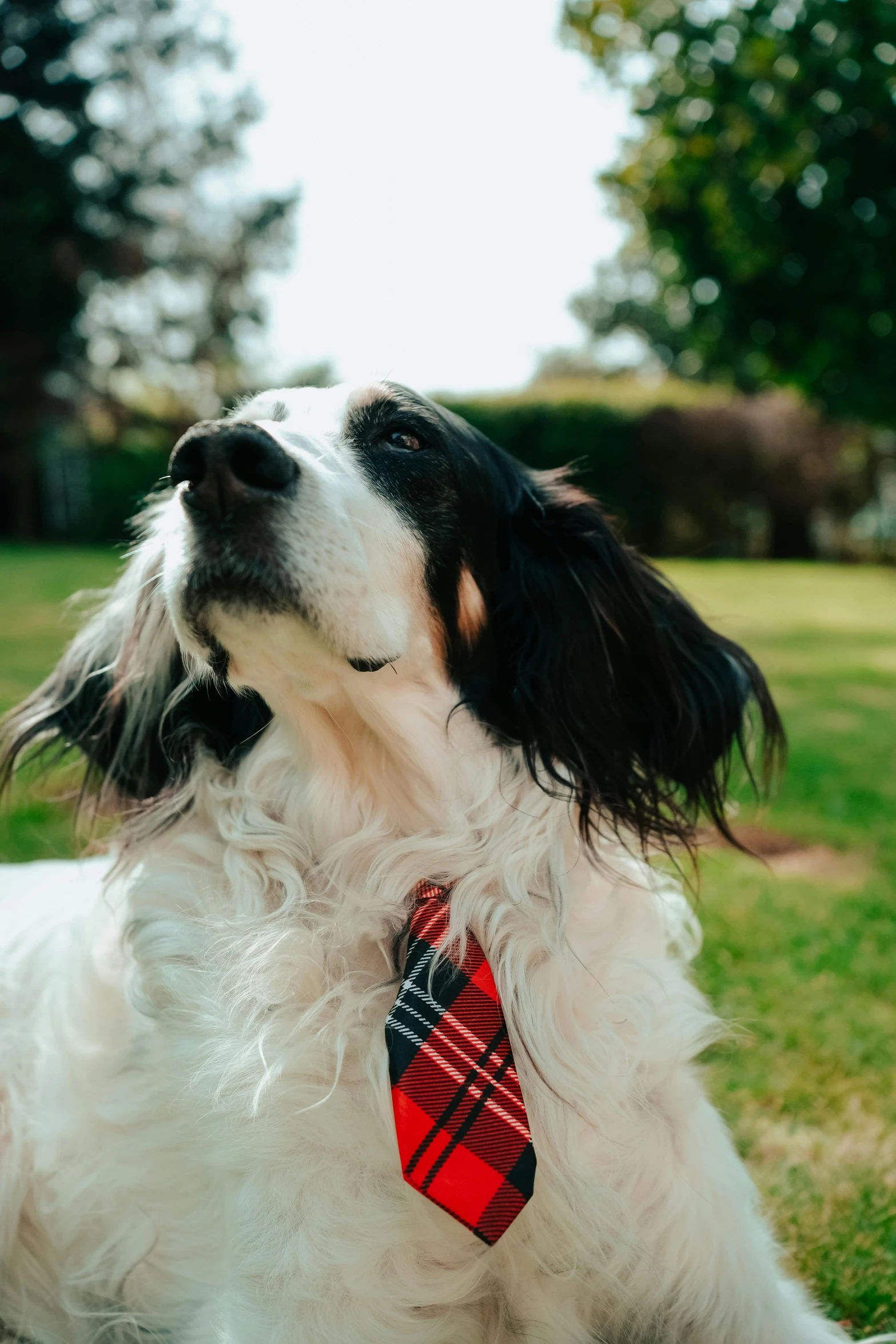 a white and black dog is wearing a red tie