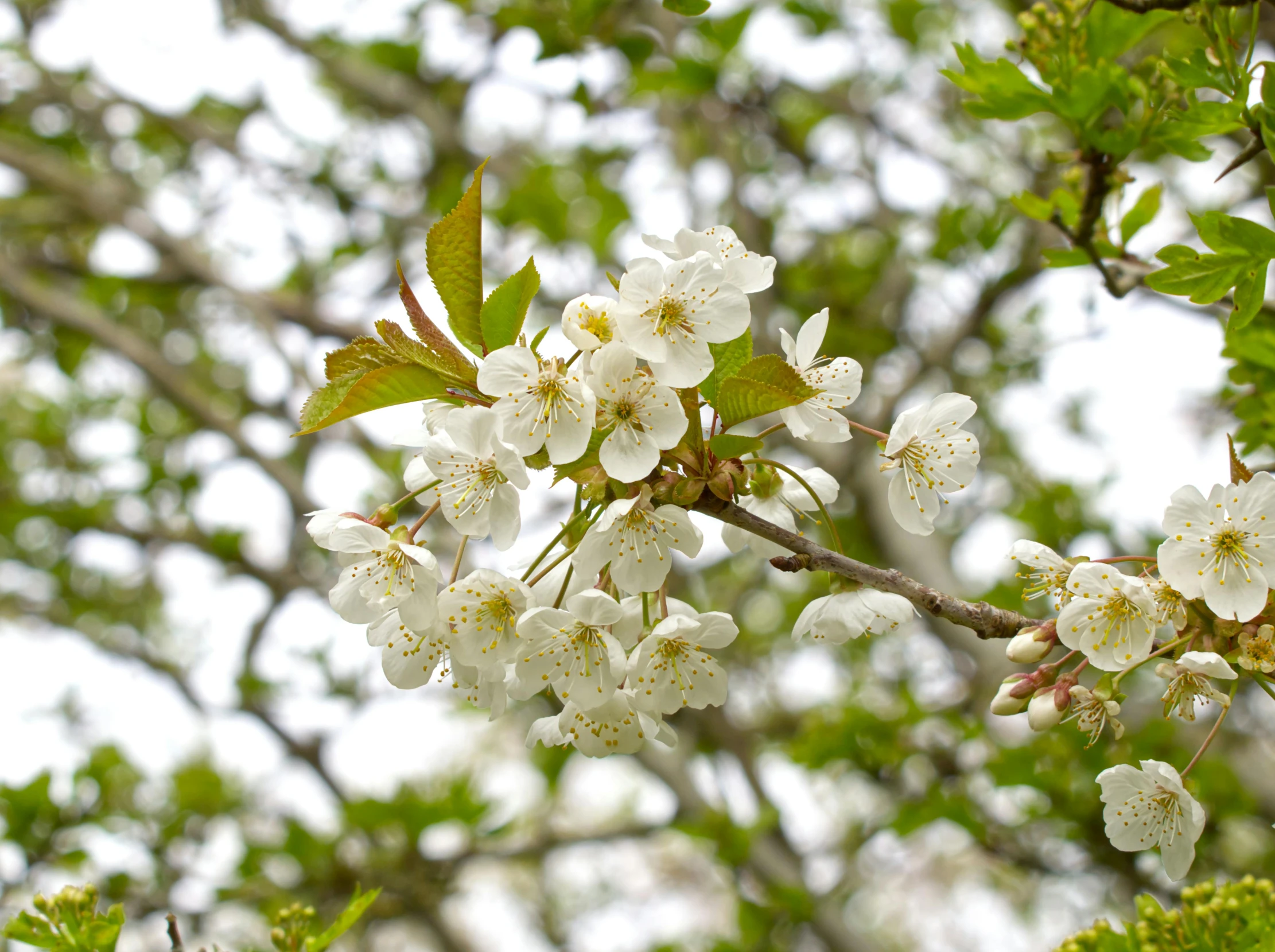 a tree nch with white flowers and green leaves