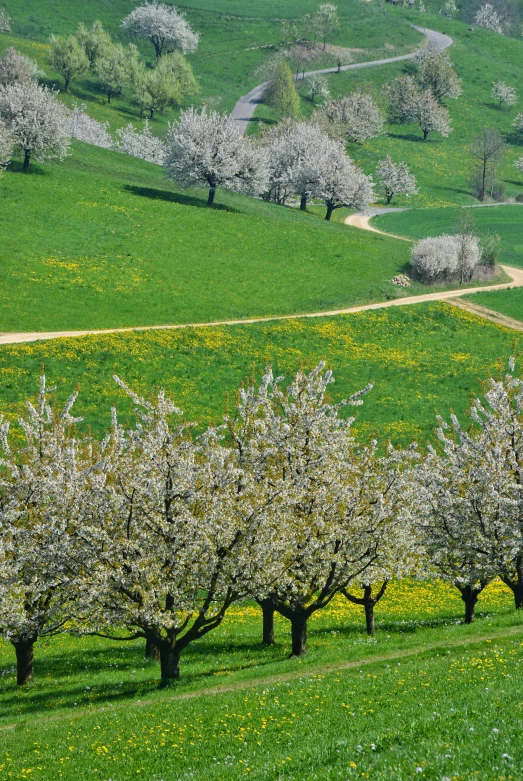 a field that has several trees in it