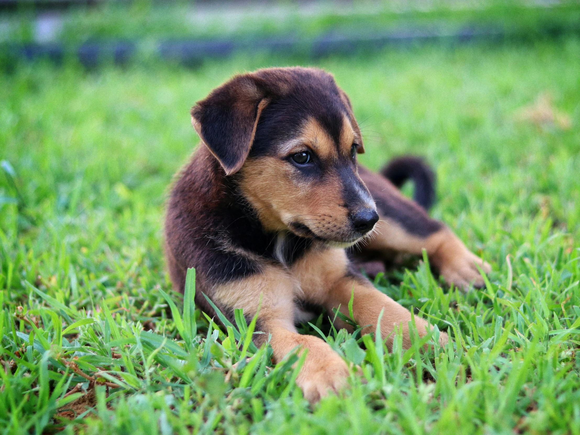 there is a puppy laying in the grass