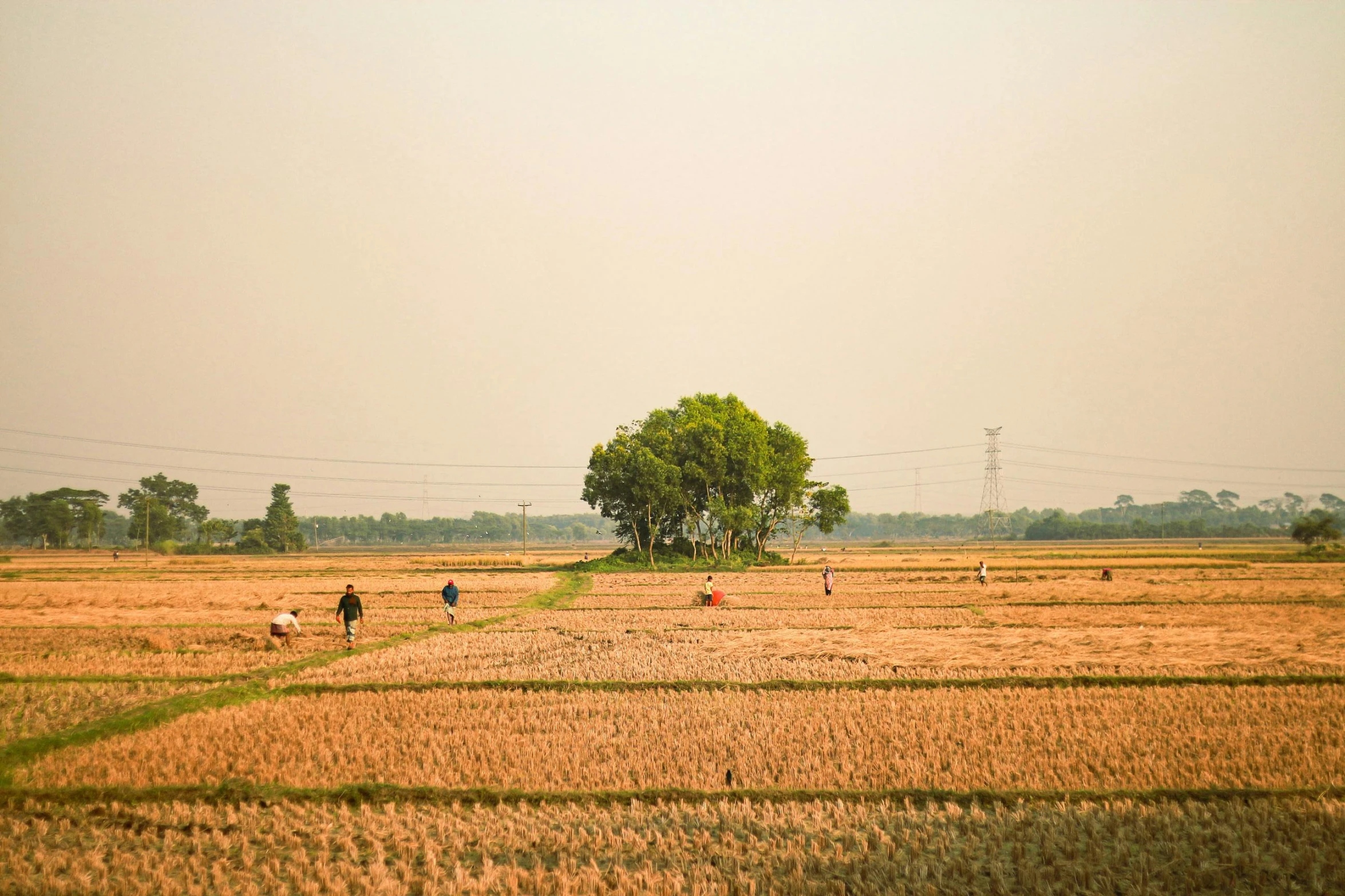 a field that has people walking around