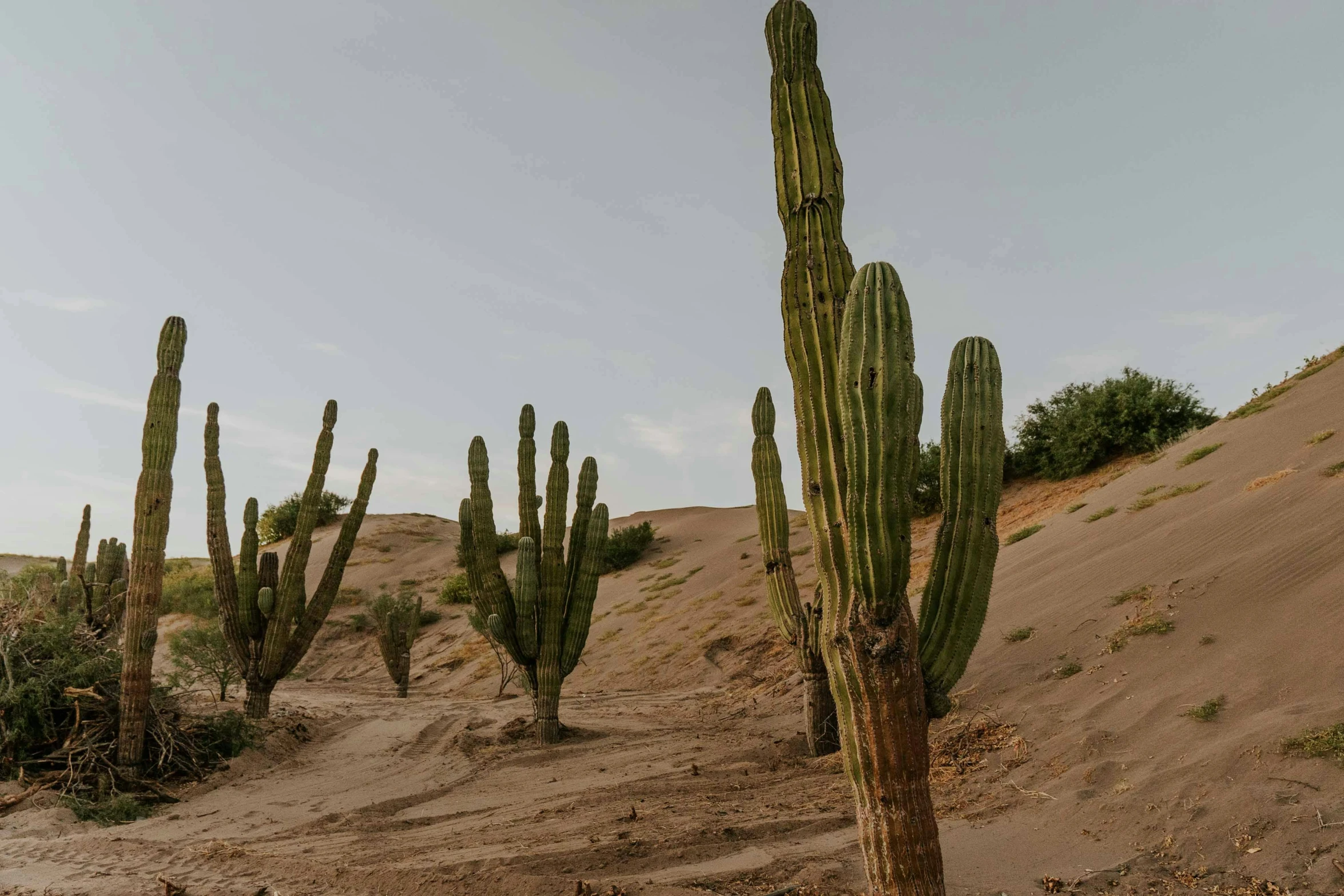 large cactus with many small cacti on a slope