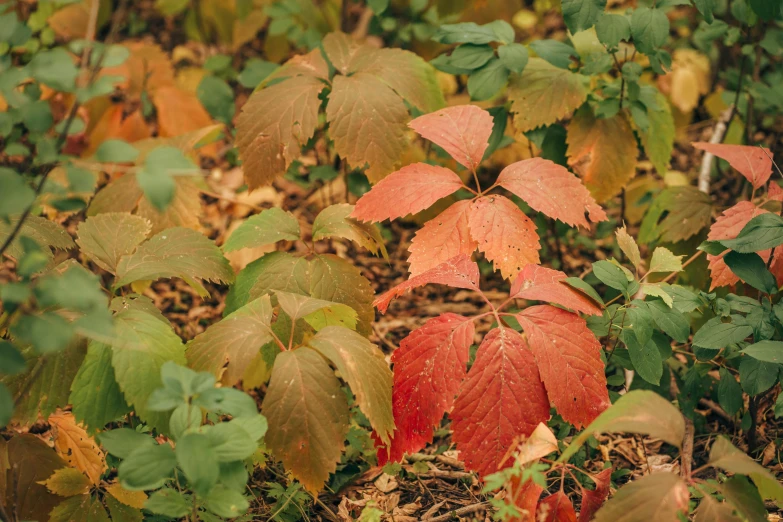 many leaves with yellow and green leaves on them