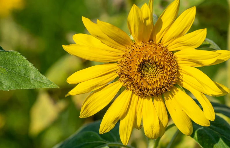 a bright yellow sunflower with green leaves