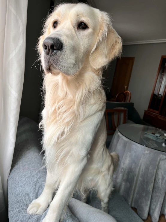 a white dog sitting on the arm of a chair