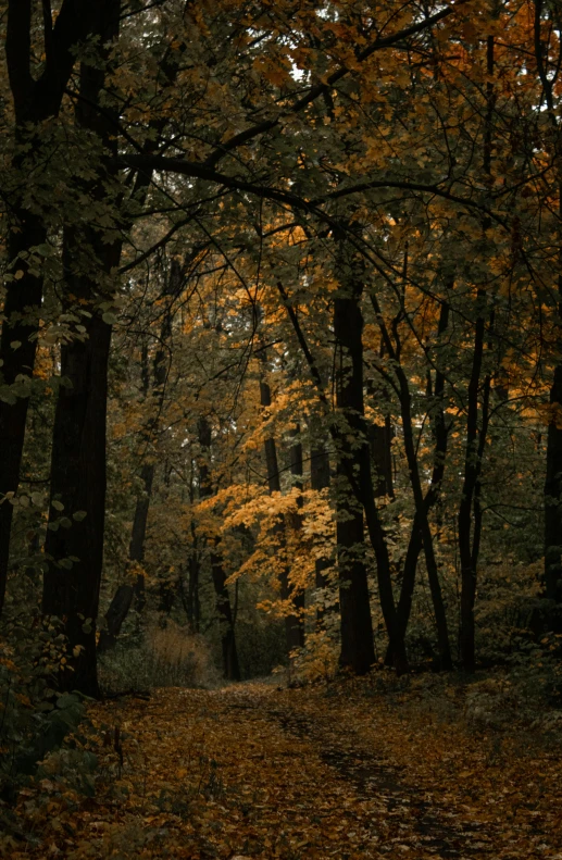 a path in the woods with many autumn leaves on it