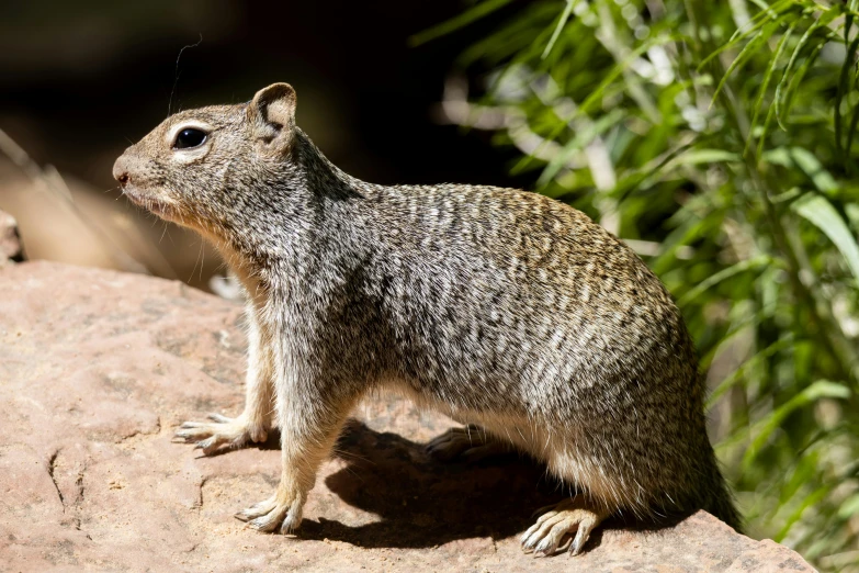 small animal sitting on top of a rock next to tall grass