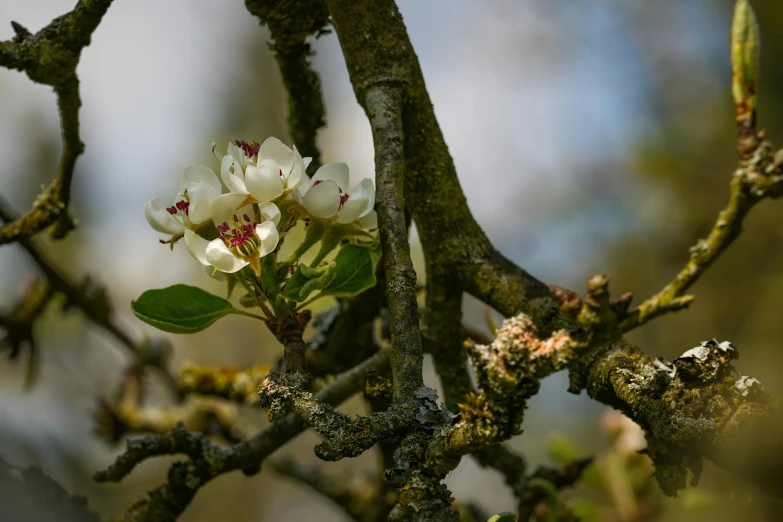 some small white flowers on a thin nch