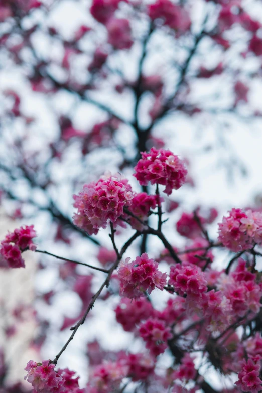 red flowers in front of a cloudy sky