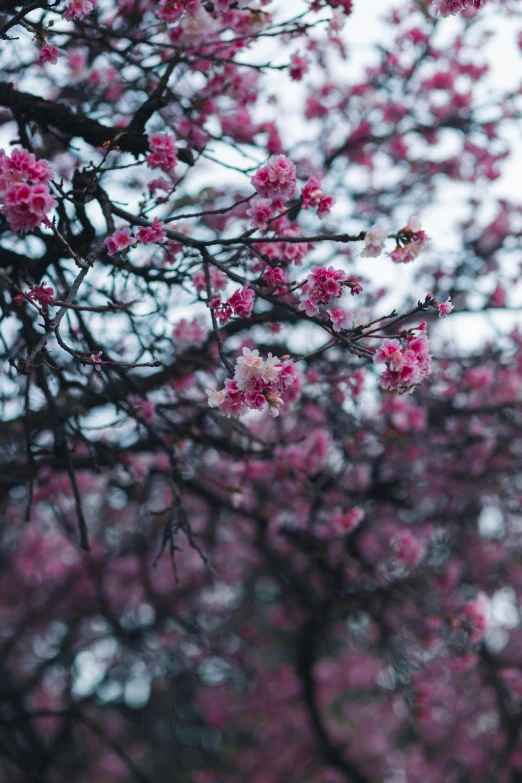 a bunch of pink flowers in a tree