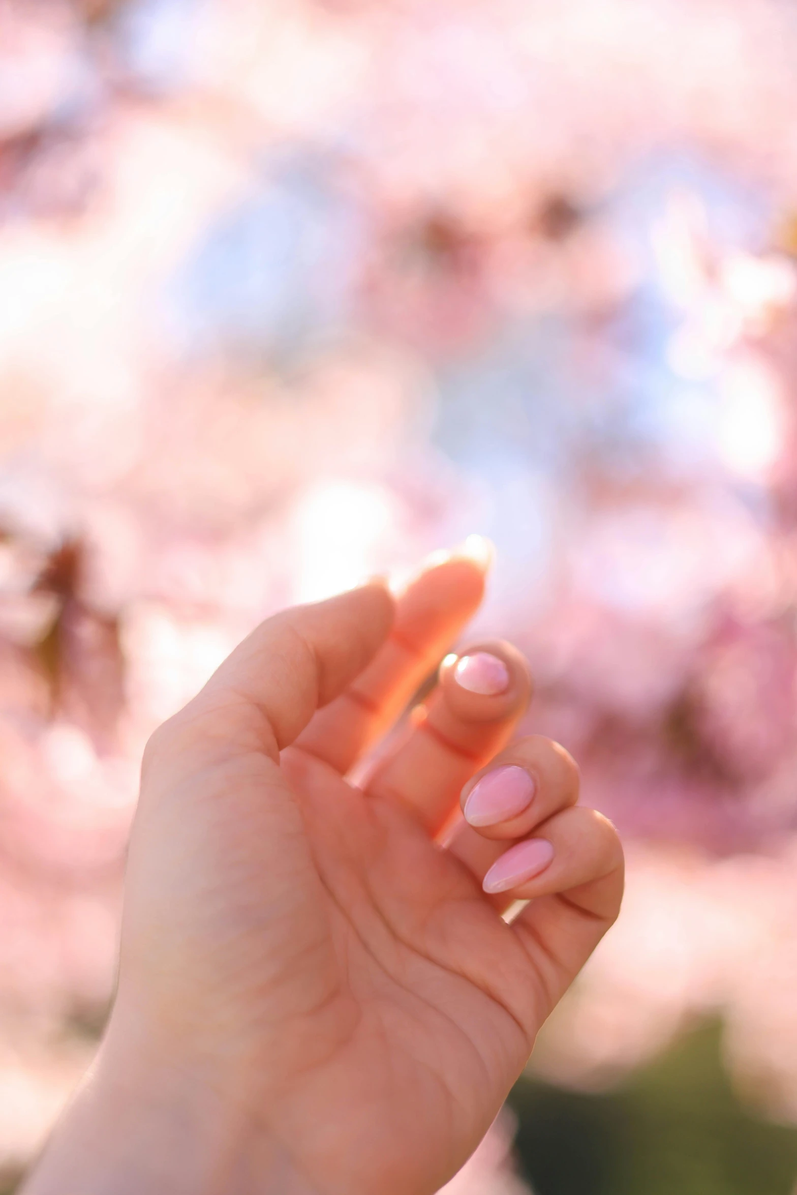a womans hand with pink nail polish and nails holding a yellow rose