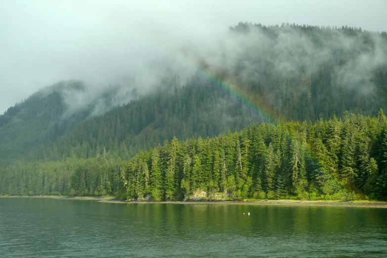 a rainbow in the sky and trees on a mountain