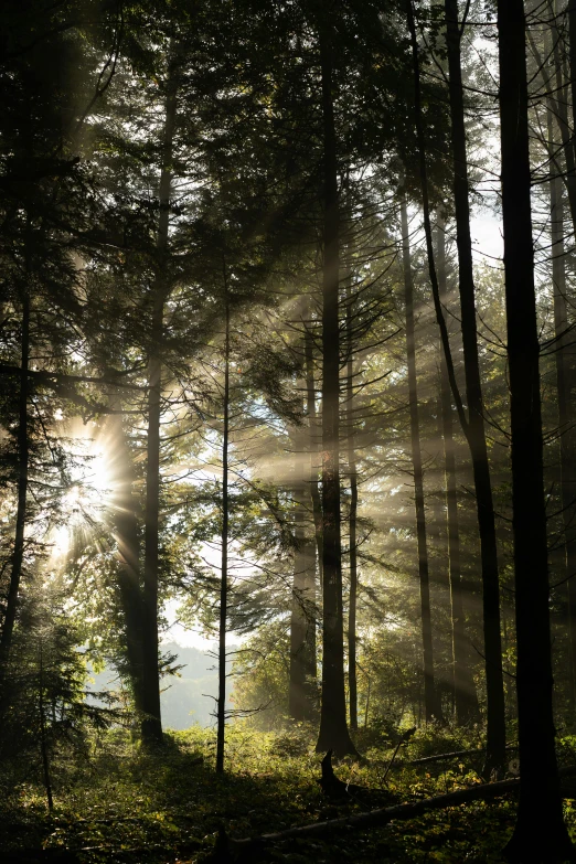 a sunbeam through the trees of a forest