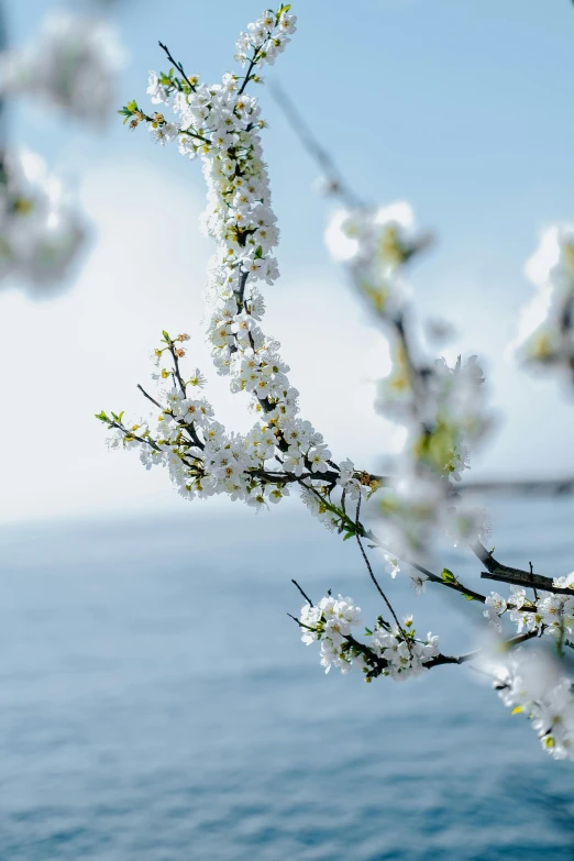 close up picture of small white flowers on nch