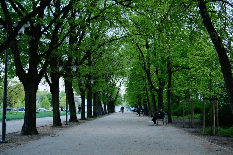 a park filled with lots of trees on both sides of a street