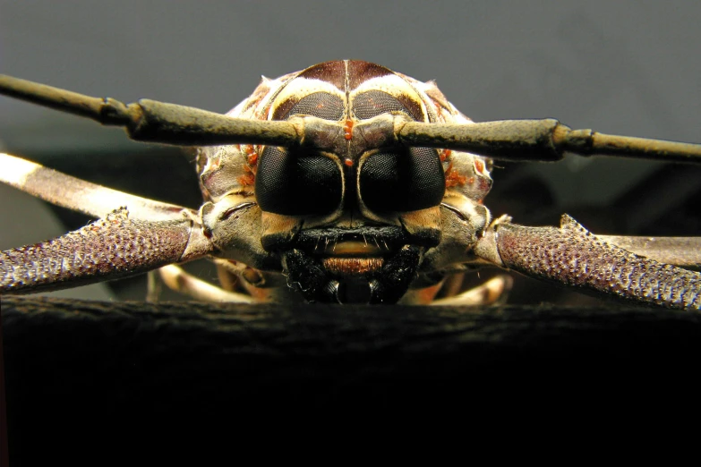 a close up image of the side face of a bug