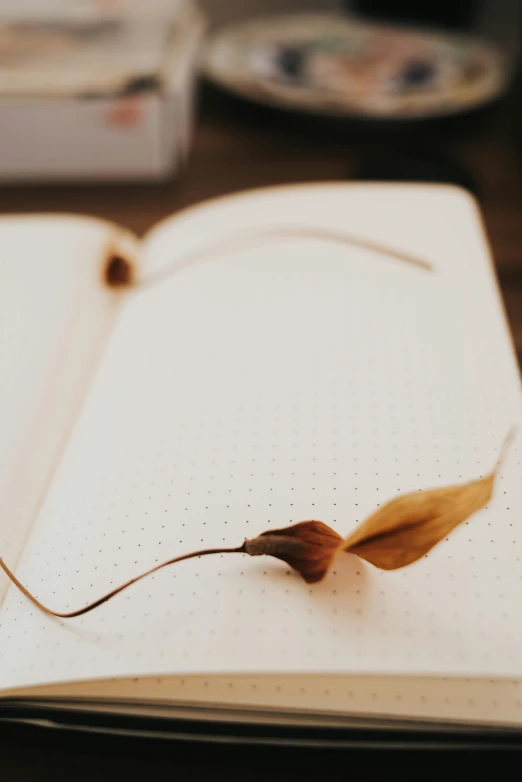 a closeup of an open note book with a dried flower in it