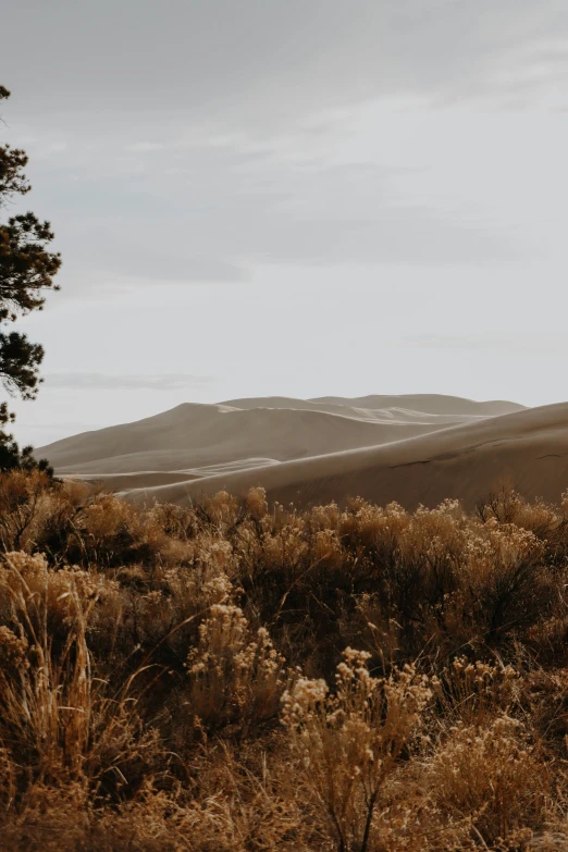 a brown field covered in a forest with mountains in the background