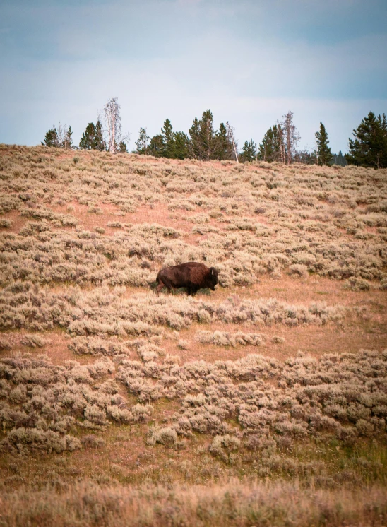 a bison is sitting in the grass on a hill