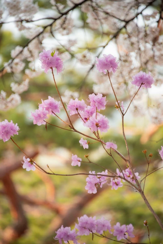 a tree that has some pink flowers on it