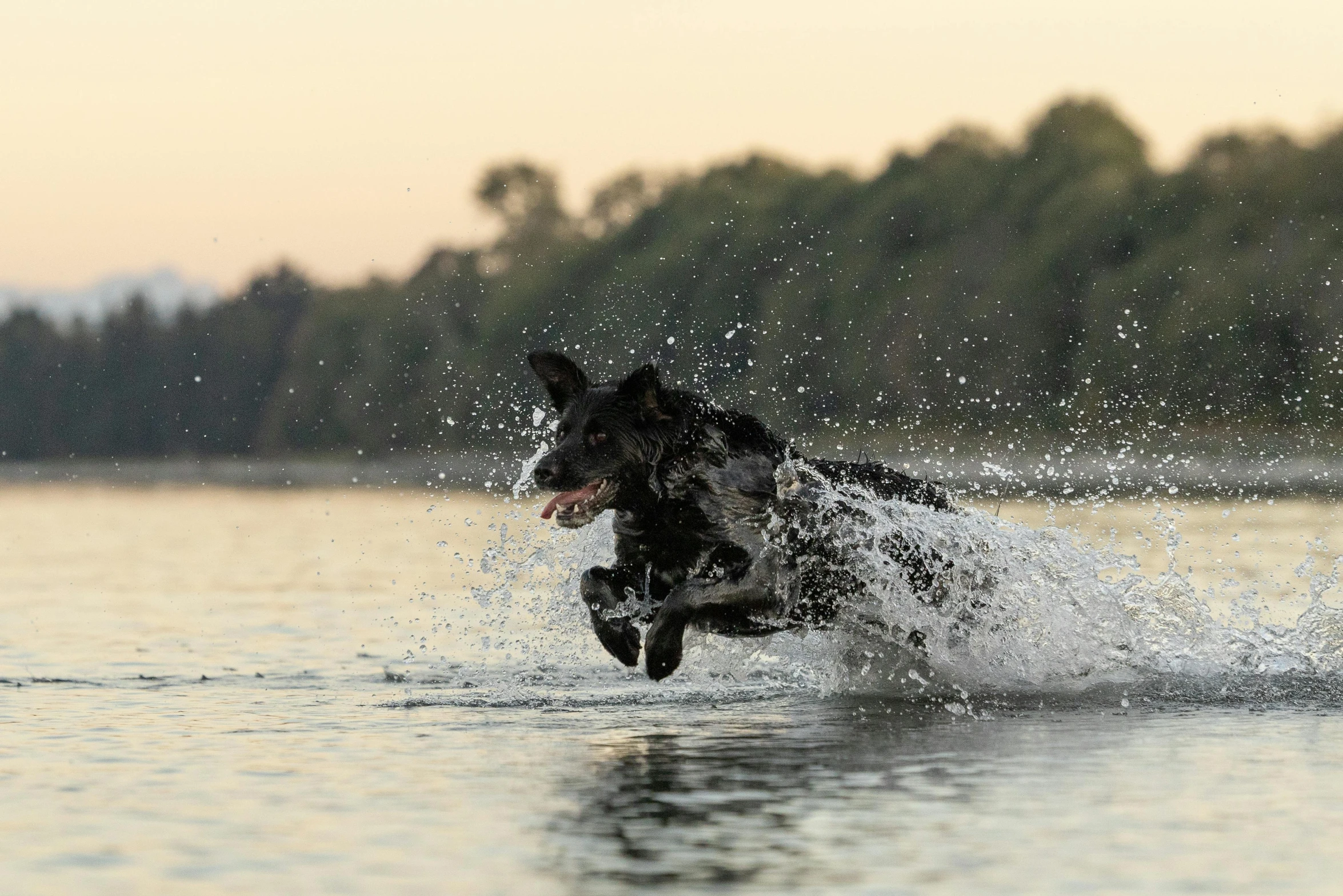 a dog in the water jumping from the shore