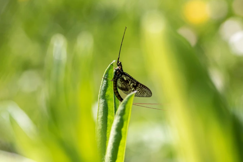 a bug sitting on top of a green plant