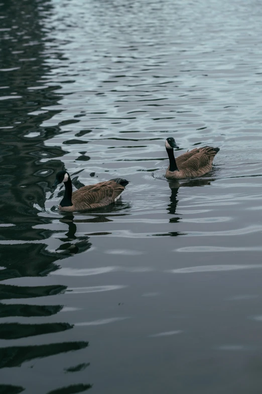 two ducks floating next to each other on top of a lake