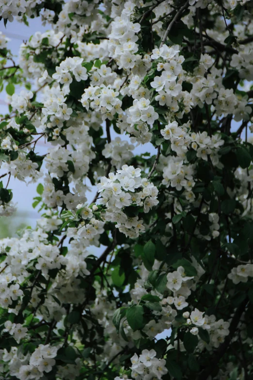 some white flowers in a tree on a clear day