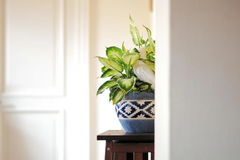 a green plant is growing out of a blue pot