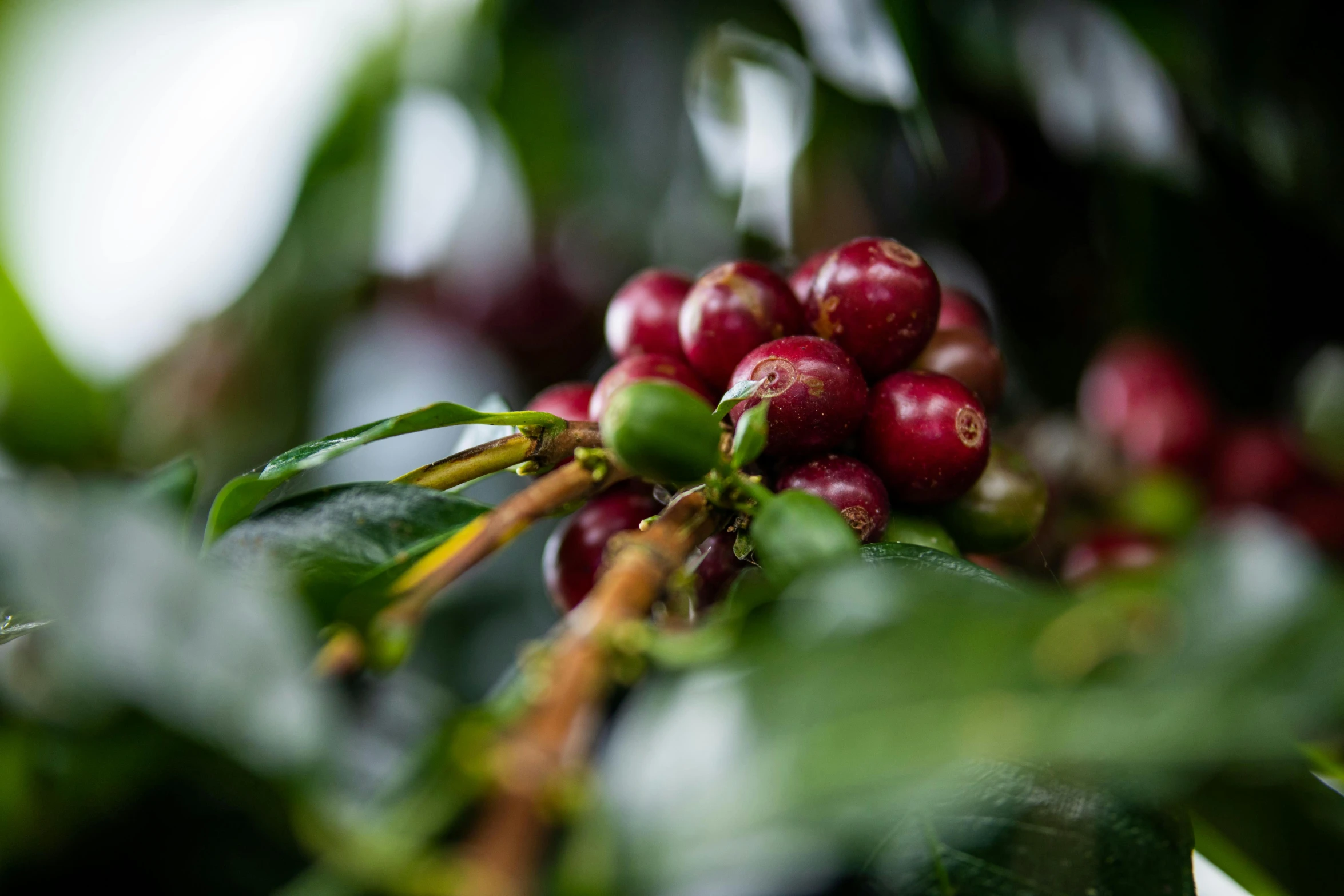 some red and green berries are on the tree