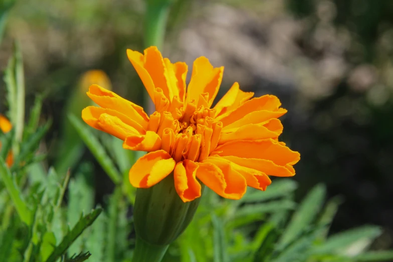 a yellow and red flower in a patch of green