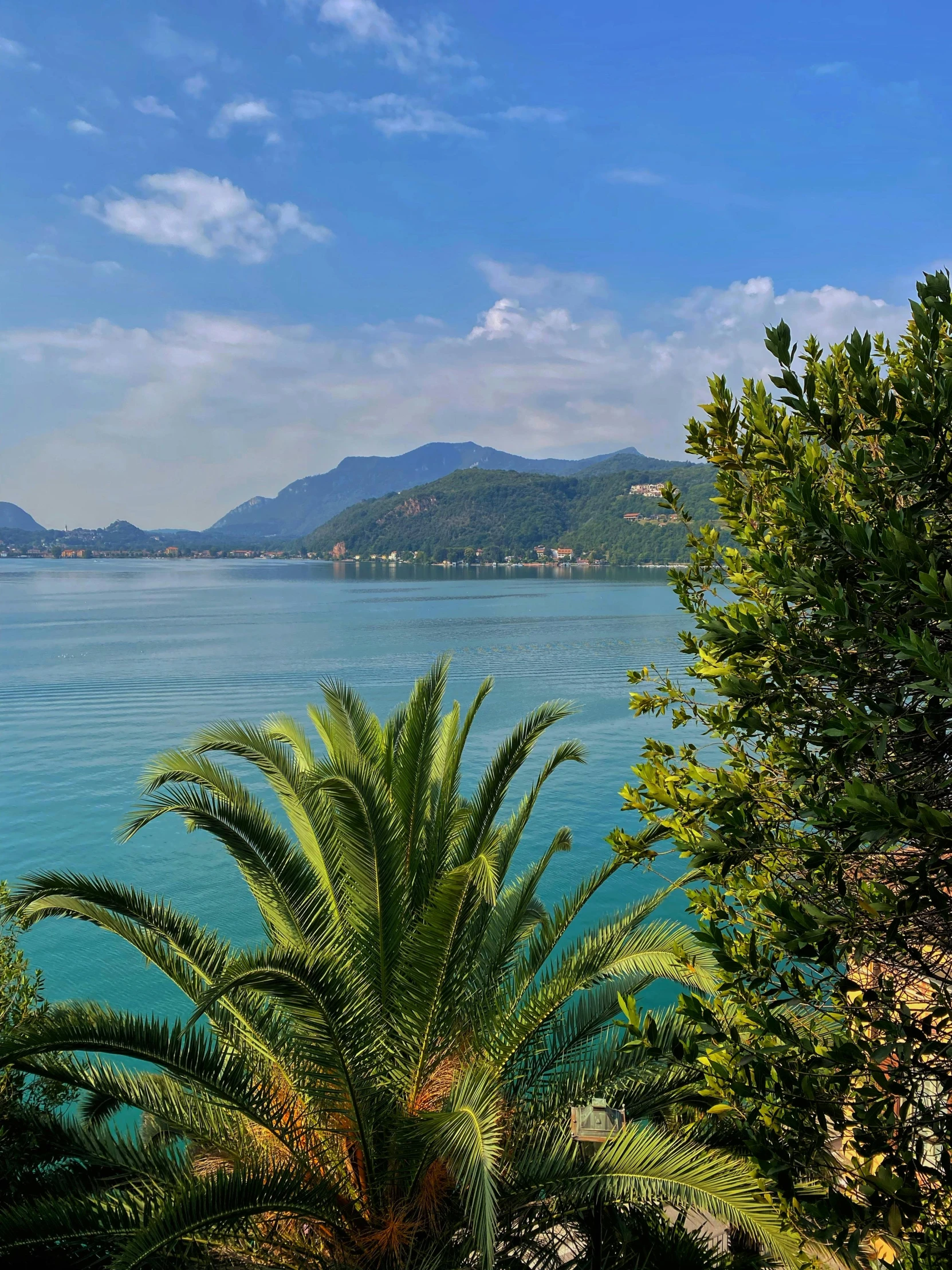 green palm trees near the shore of a blue ocean