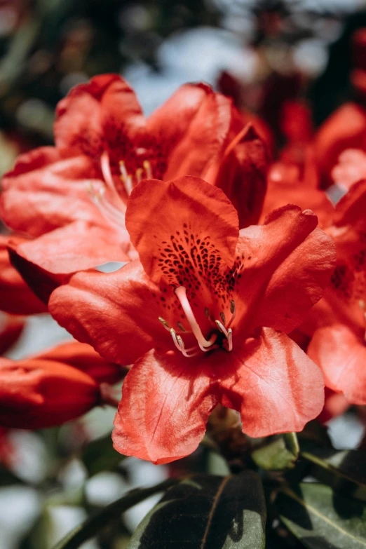 flowers with a blue sky in the background