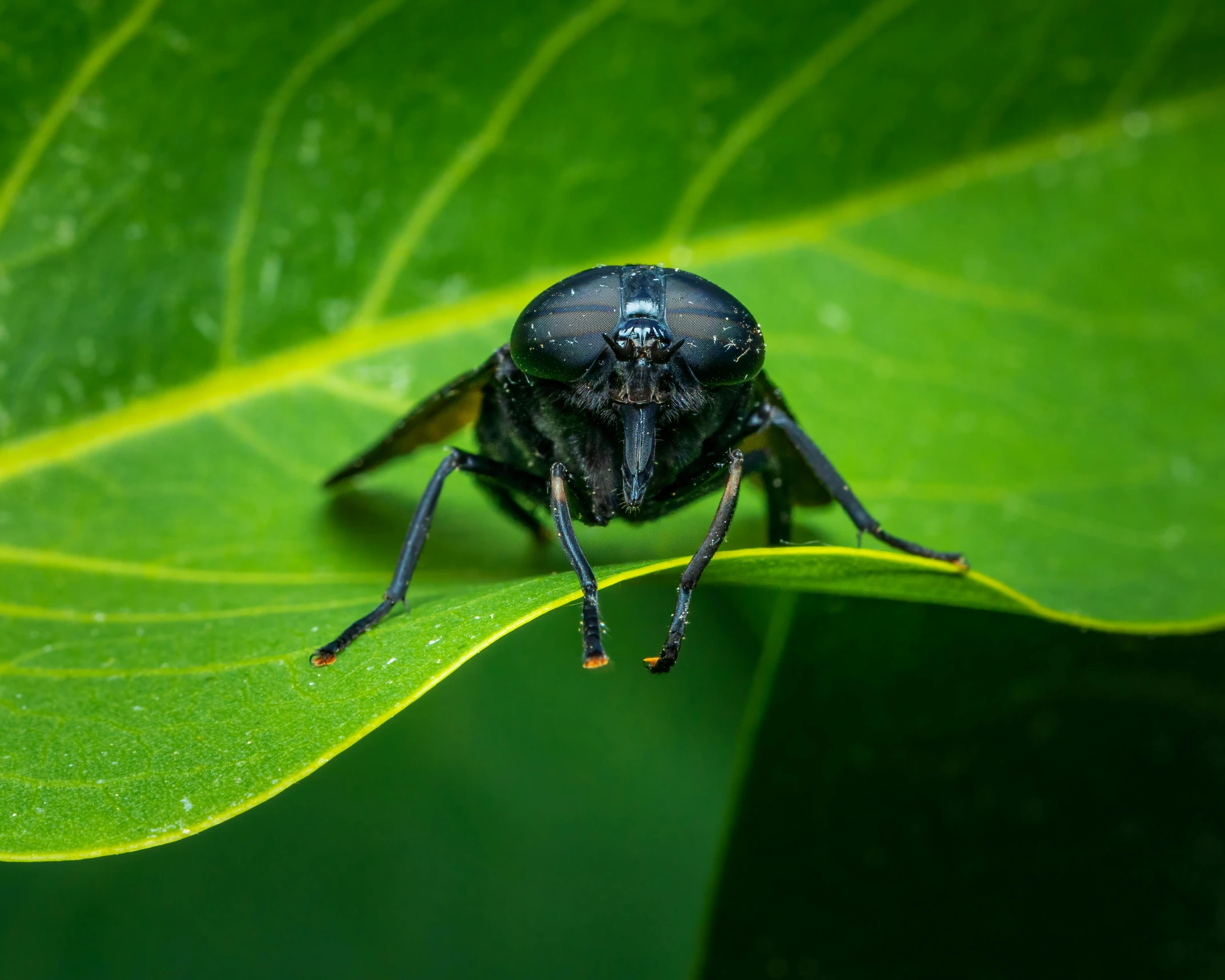 a large insect on top of a green leaf