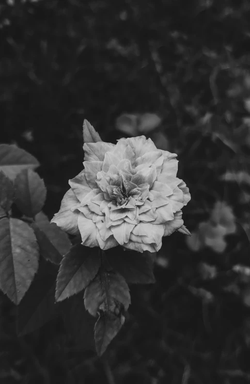 a blooming rose that is sitting in the middle of the bush