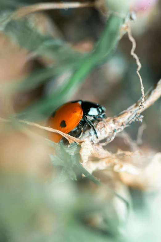 a lady bug sitting on top of a dry plant