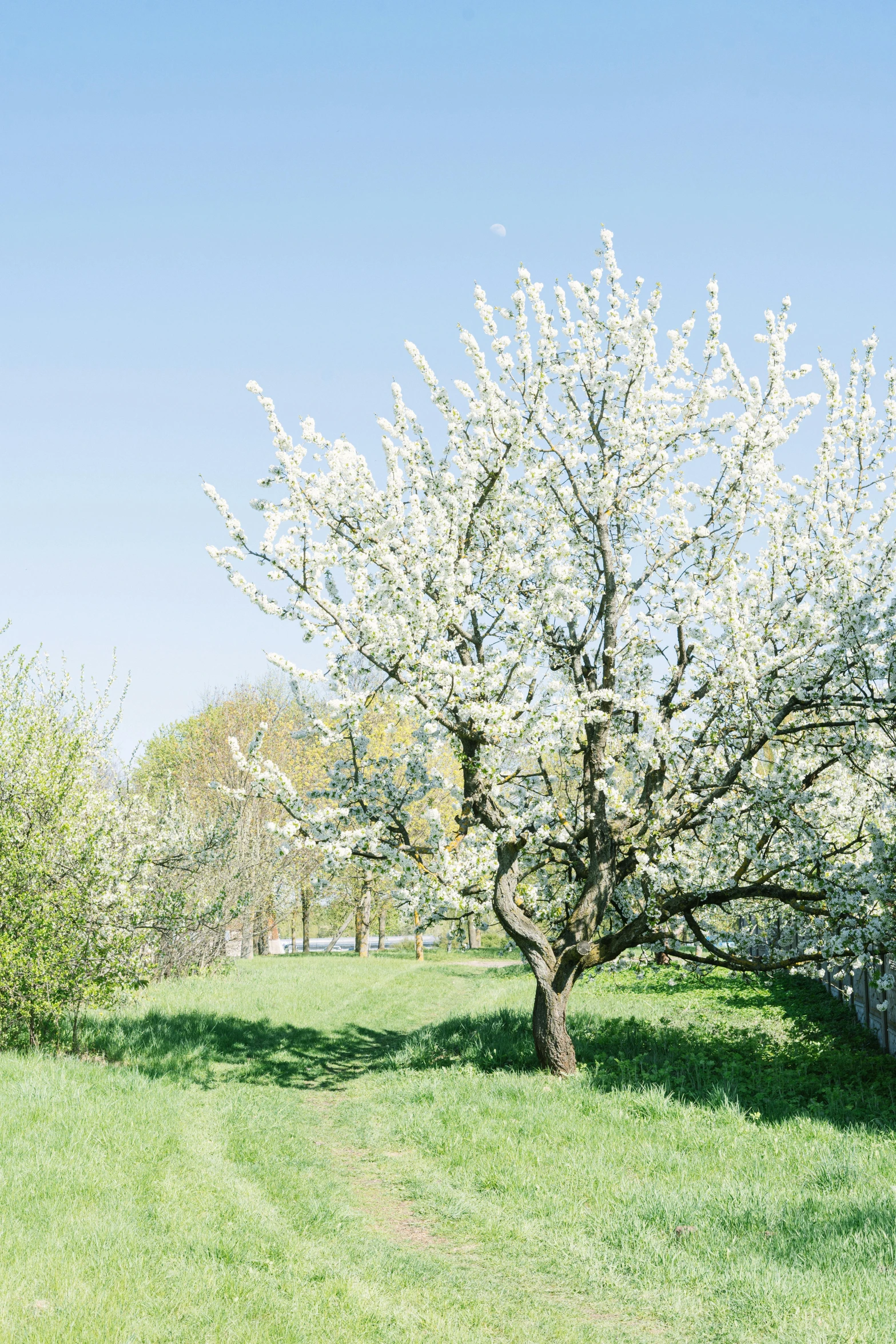 the flowering trees are in blossom in the grassy field