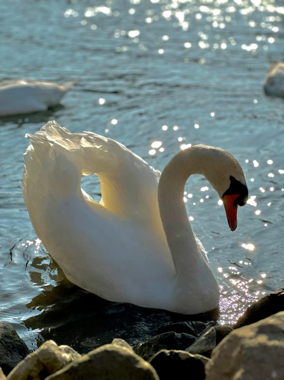 a swan with a red beak standing on some rocks and water