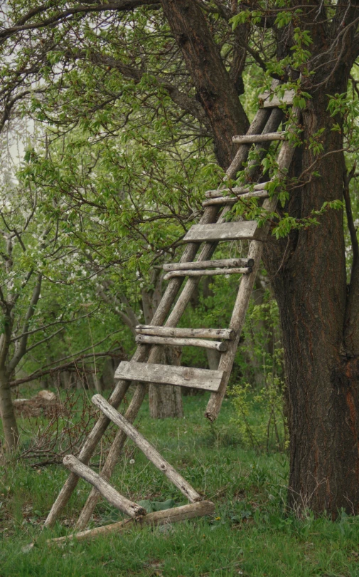 an old ladder is leaning into the woods