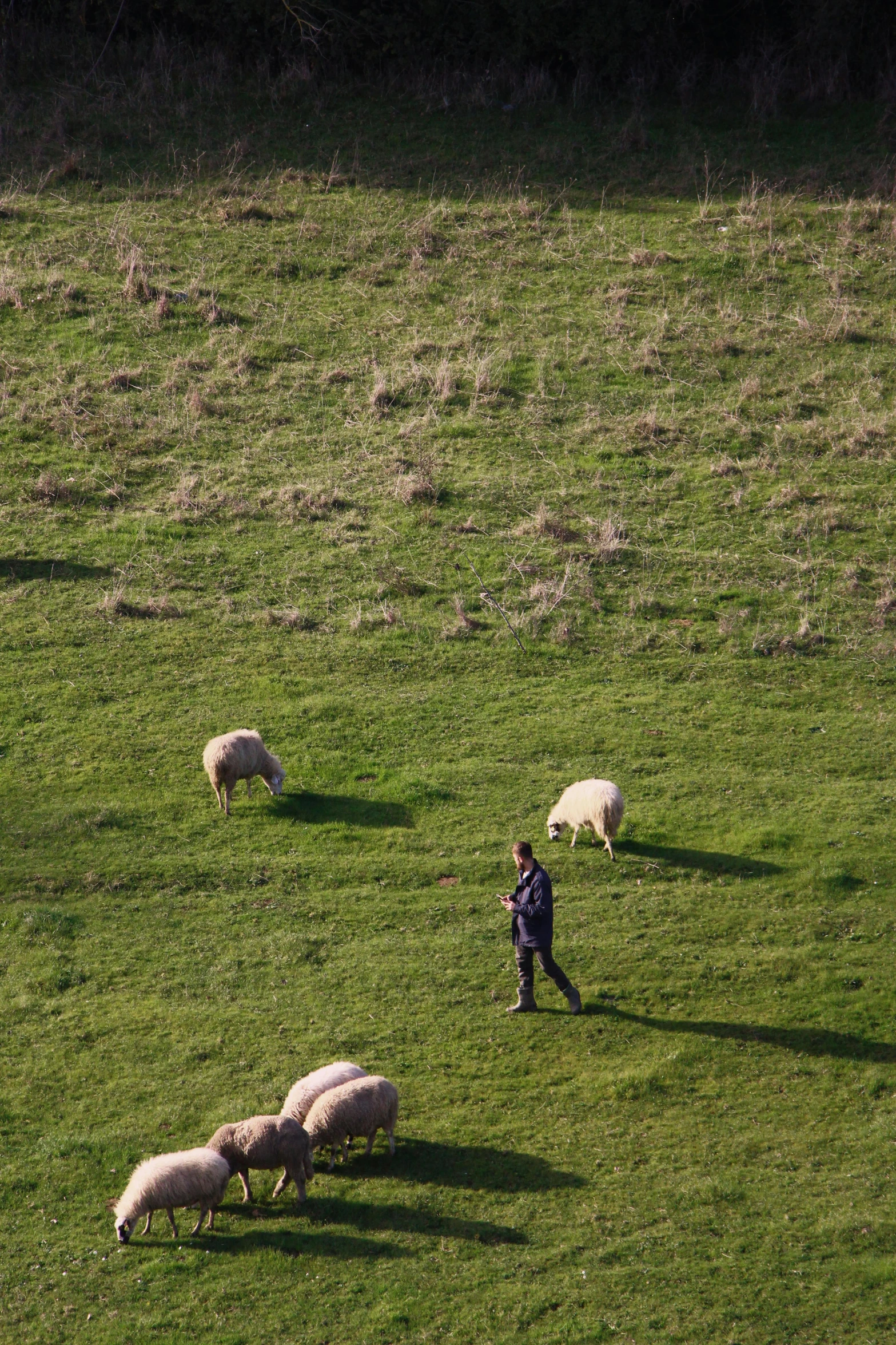 a person stands in the grass with sheep grazing