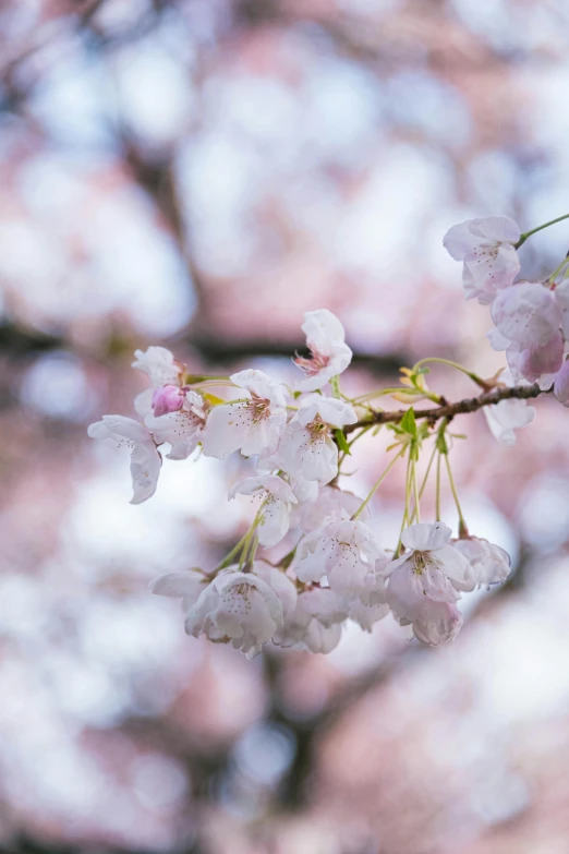 flowers are blooming in the foreground of the tree