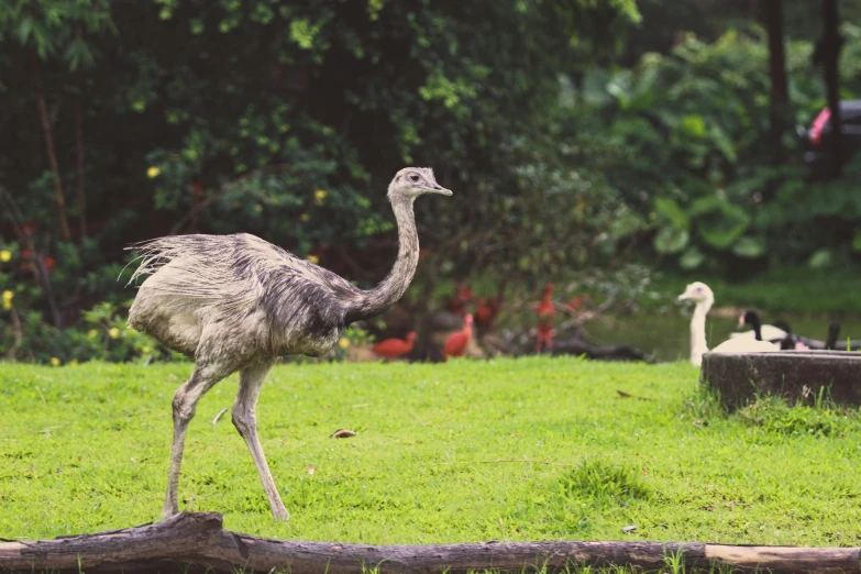 an ostrich is walking through the grass near some trees