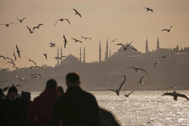 people are watching birds fly near the water