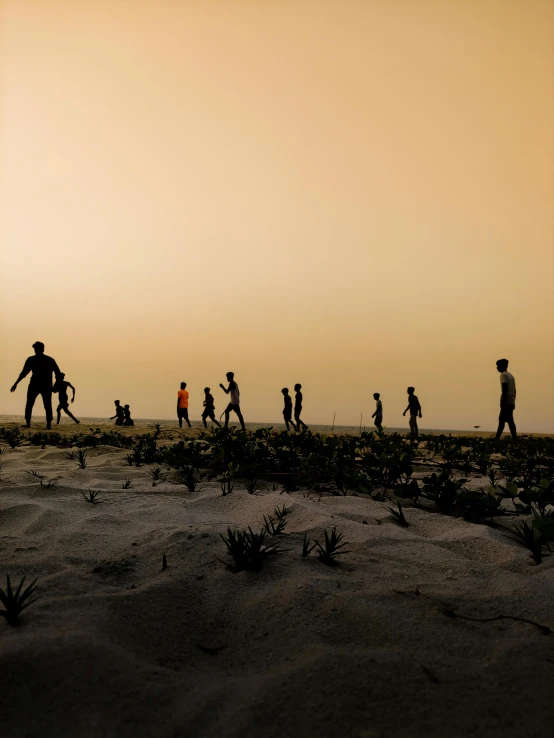 silhouettes of people walking along a sandy field