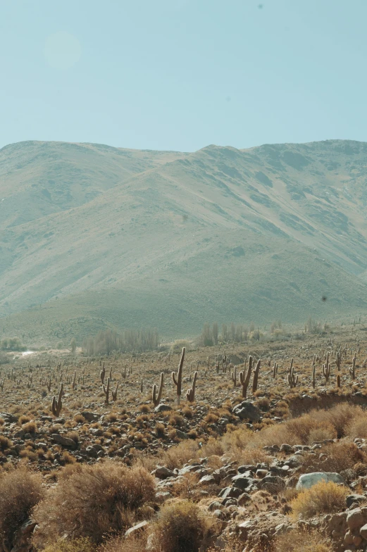 two donkeys walk in the distance on the plain