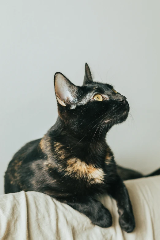 a close up of a cat lying on a pillow