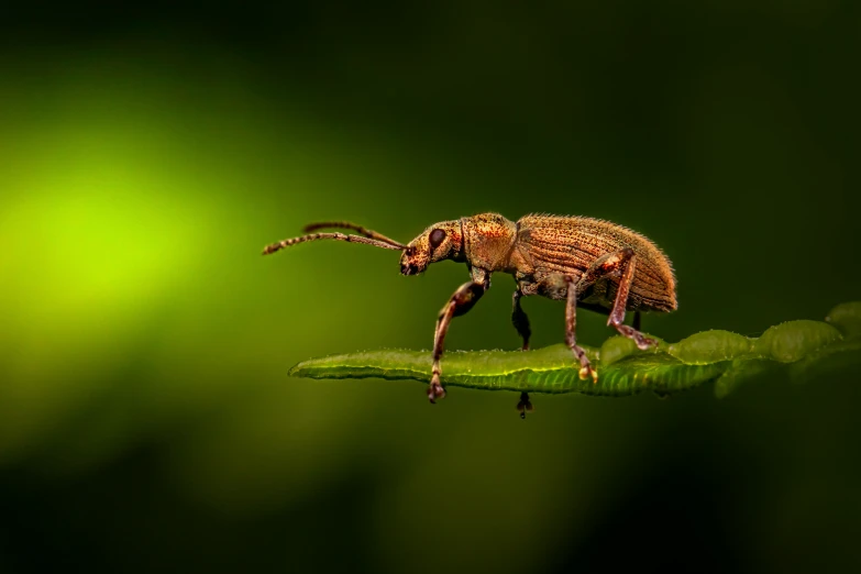 a bug crawling on a leaf on a blurry background